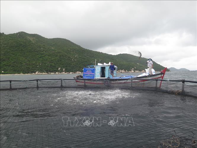 Mô hình thử nghiệm nuôi cá lồng tròn trên Vịnh Vân Phong
