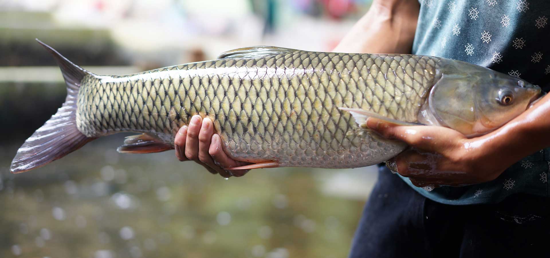 cá trắm nuôi thế nào