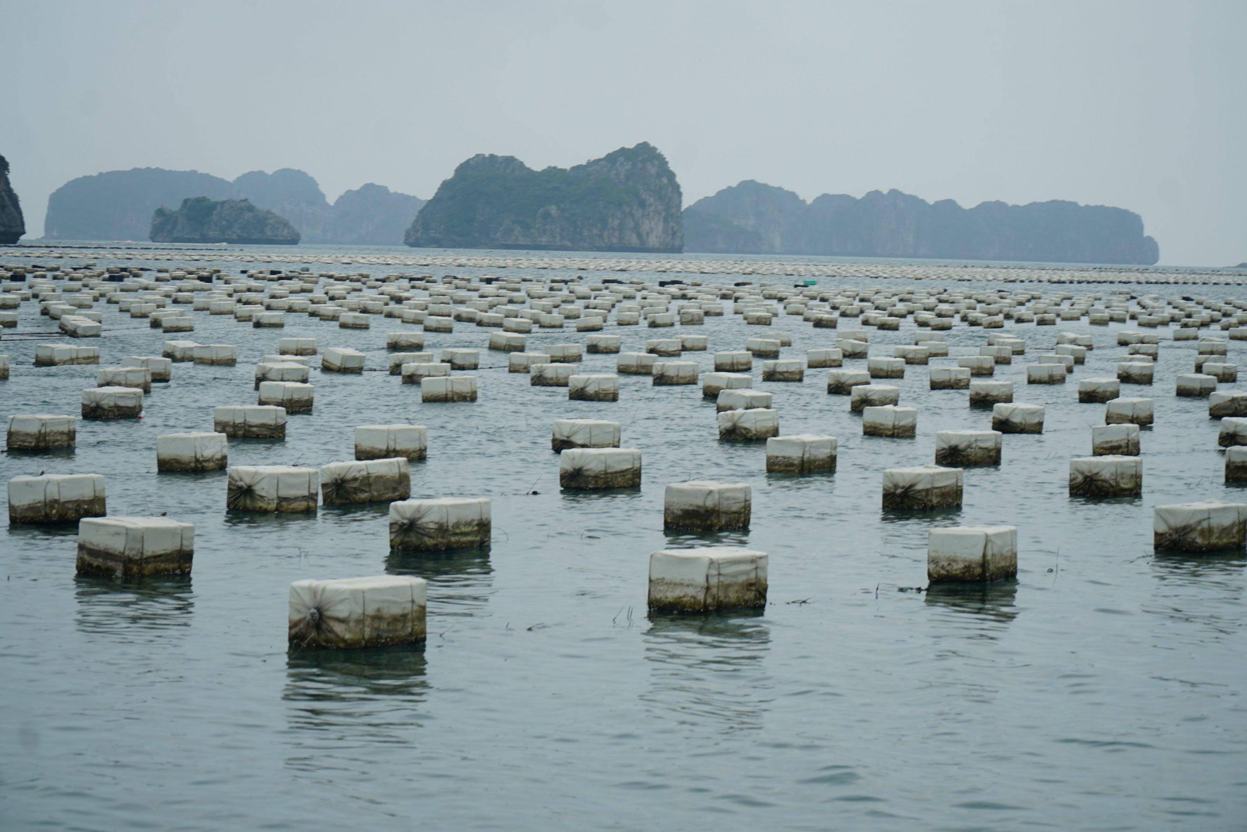 phao nuôi hàu không đúng quy cách