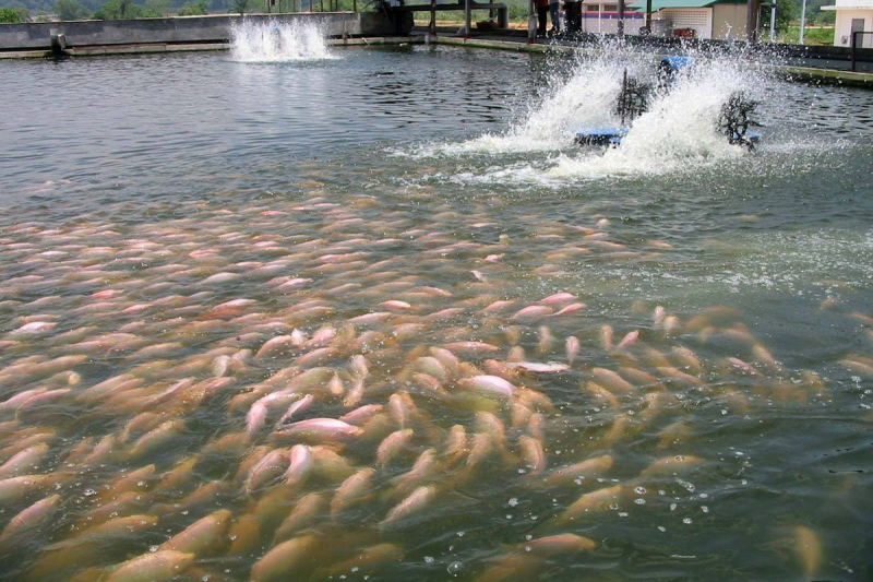 Kĩ thuật nuôi trồng thủy sản