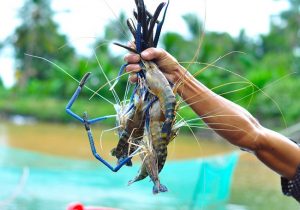 Kĩ thuật nuôi trồng thủy sản