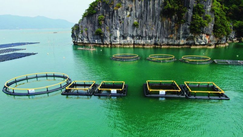 Mô hình nuôi trồng thủy sản