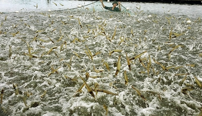 Mô hình nuôi trồng thủy sản